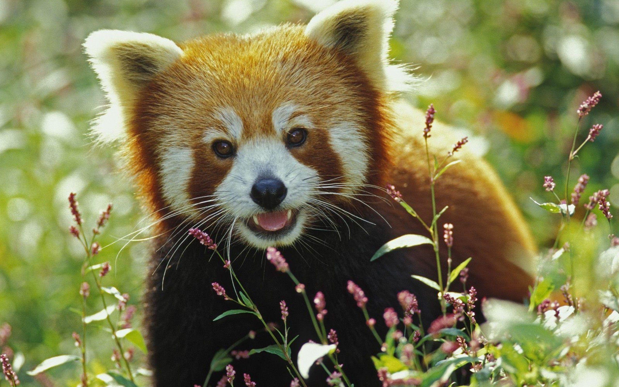 Firefox Red Panda Wallpaper HD