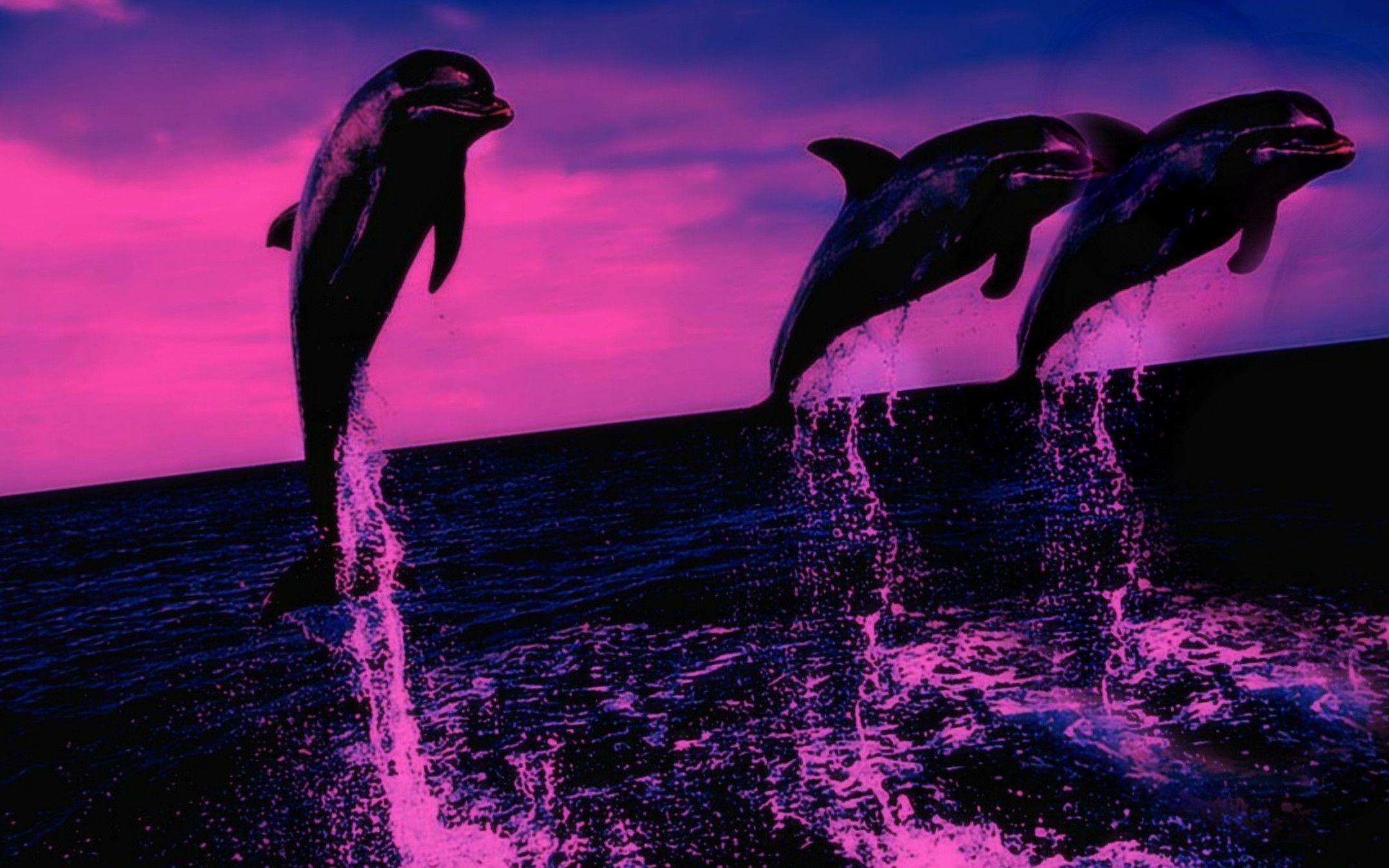 Purple Dolphin Desktop Wallpaper