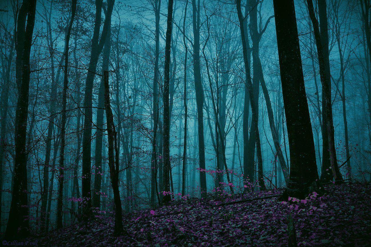image For > Dark Enchanted Forest Background