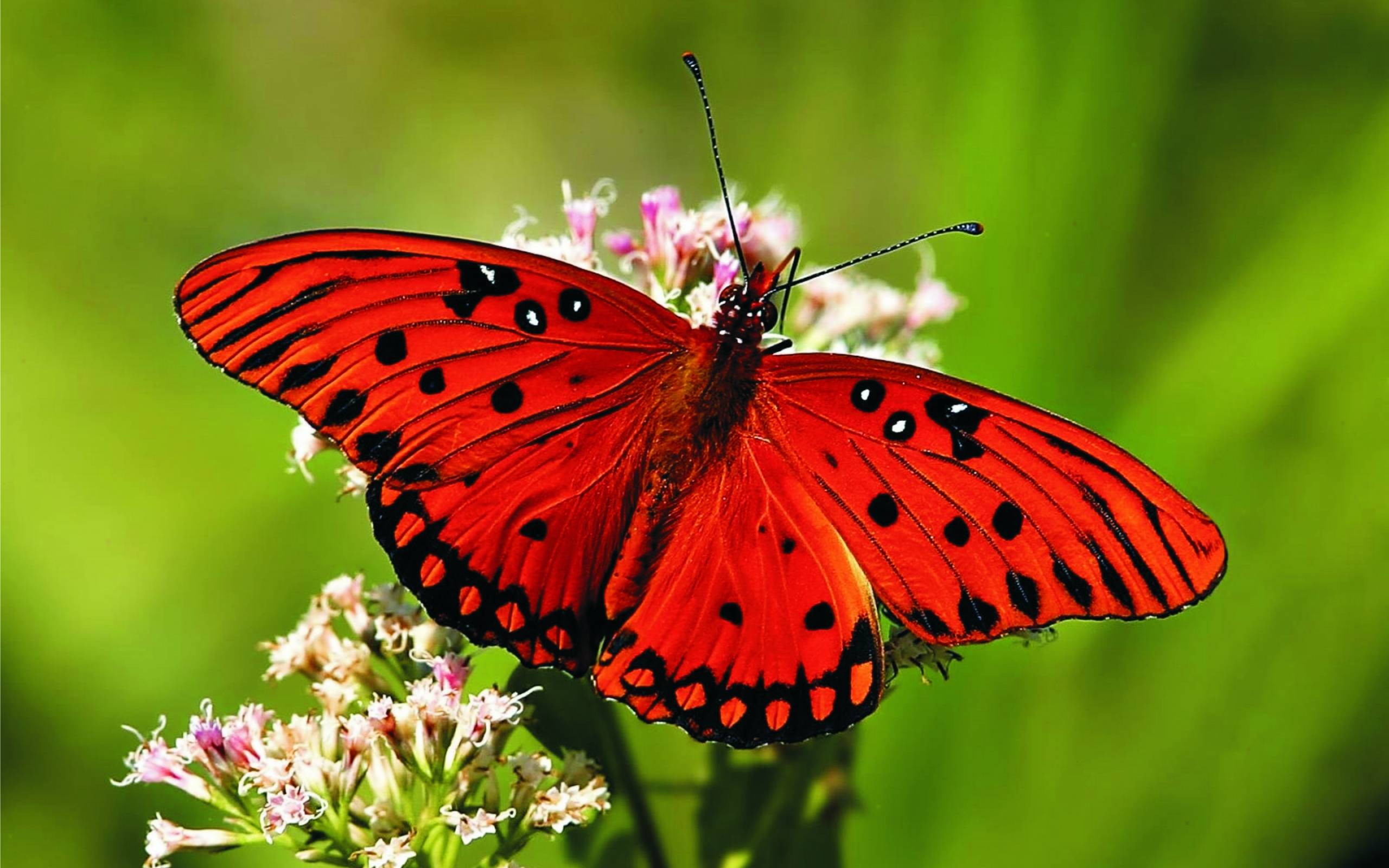 Red Butterfly Wallpapers - Wallpaper Cave