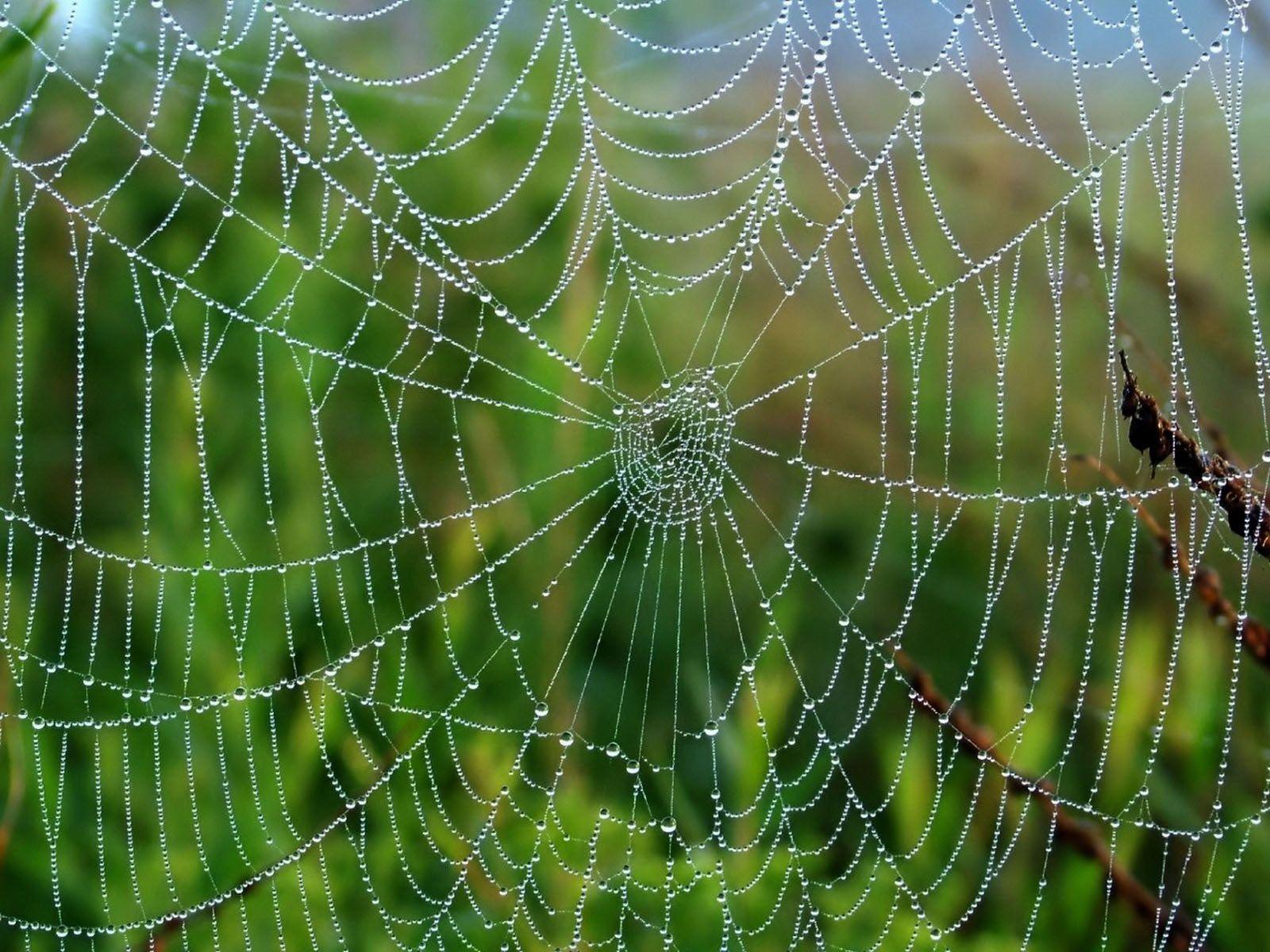Desktop Wallpaper · Gallery · Nature · Spider Web. Free