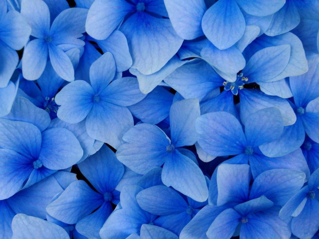 Cute Blue Wallpaper