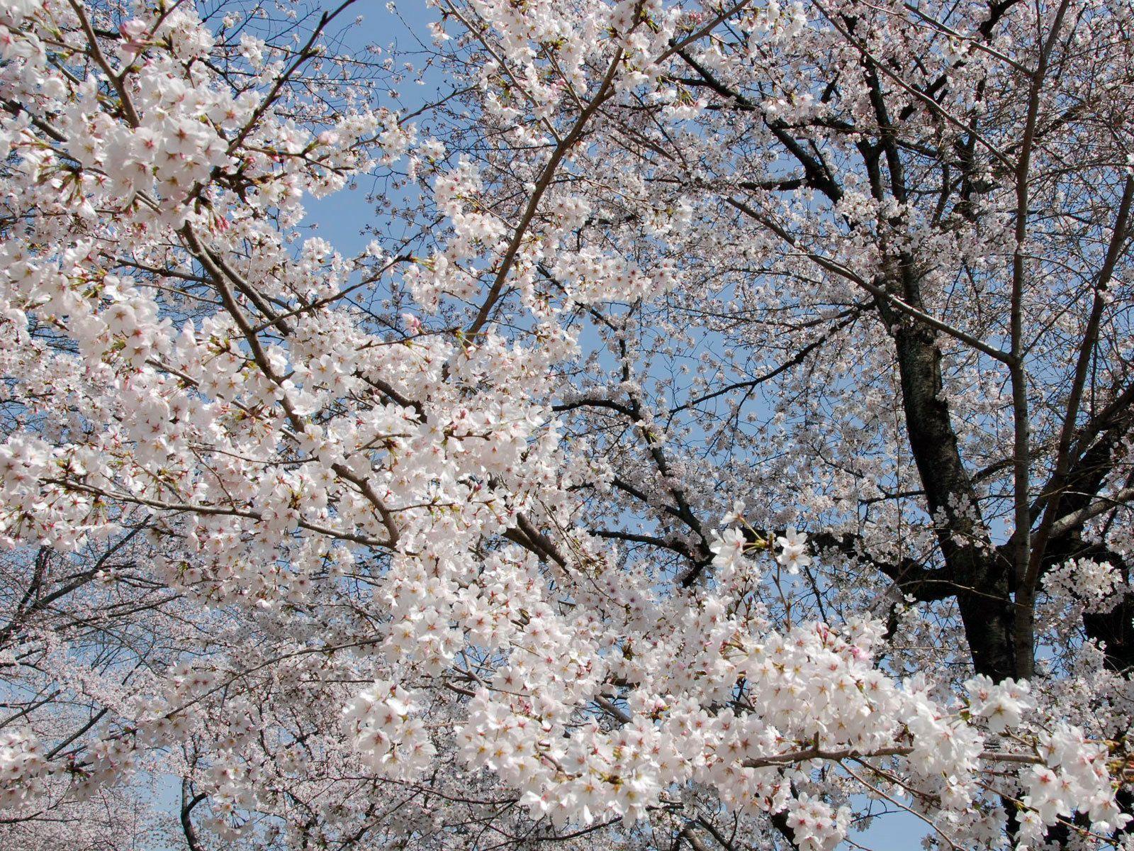 Jeffrey Friedl&;s Blog Daigo Temple Cherry Blossoms with a