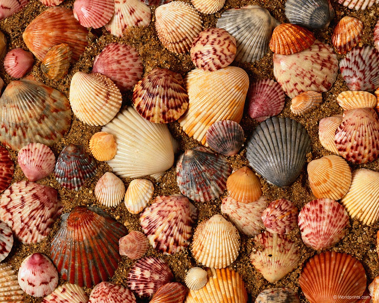 Sea Shells Seashells And Starfish Wallpaper With 1024x600 Resolution
