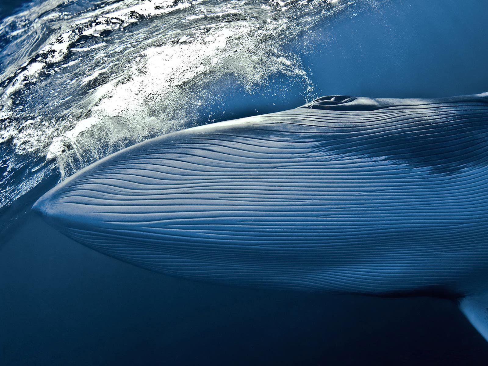 Blue Whale Wallpaper Desktop Full Screen Whales Full