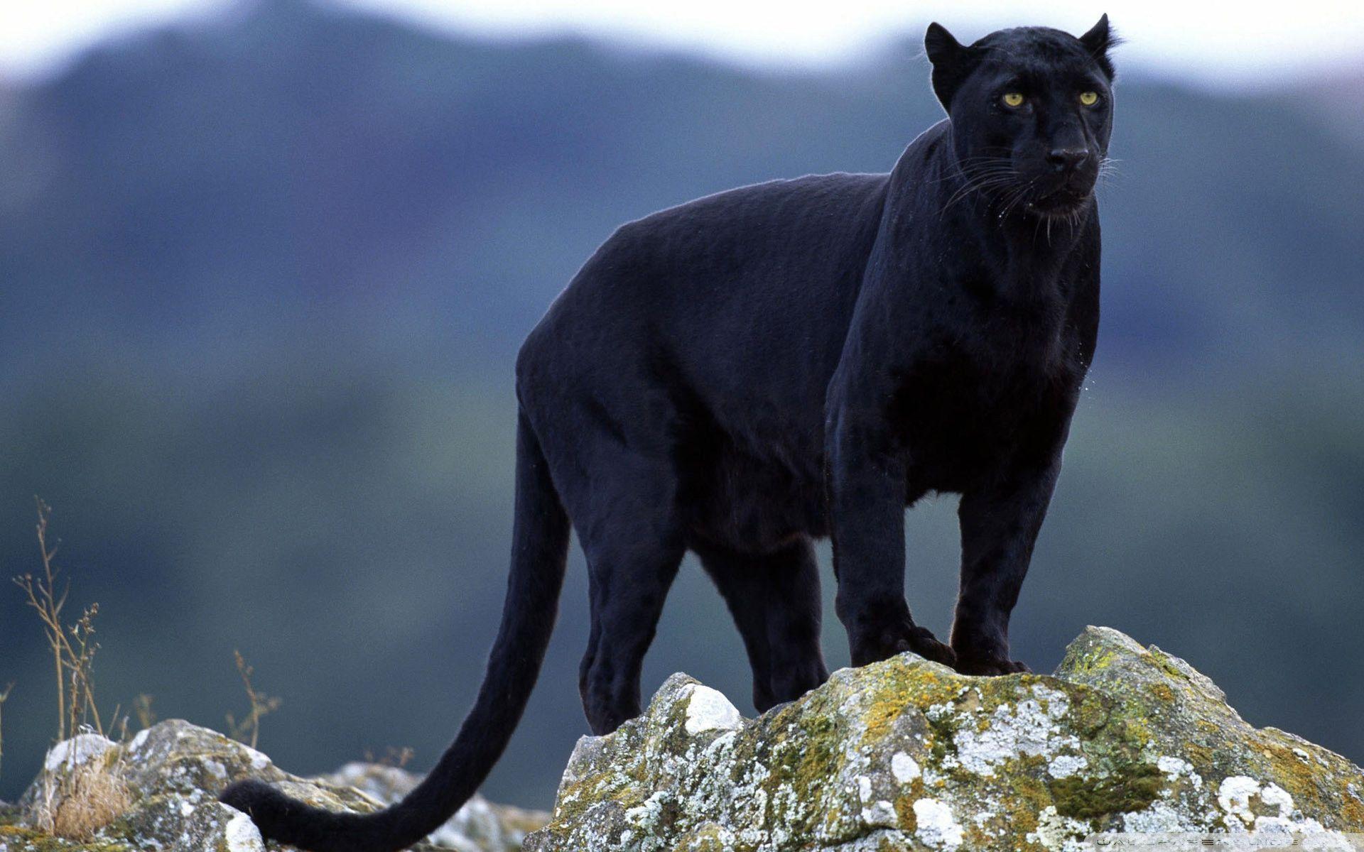 Black Panther HD Wallpaper. Black Panther Image