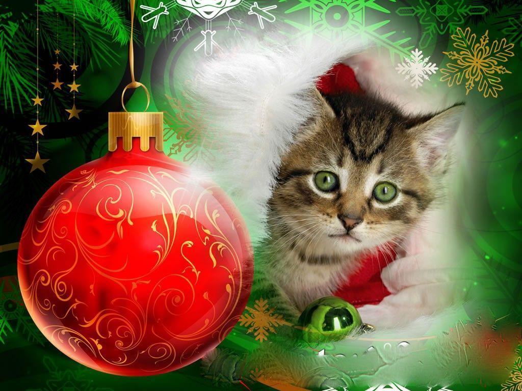 Pin Christmas Kittens HD Wallpaper 1880