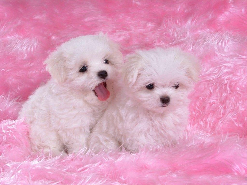 Wallpaper of Puppies Picture. Free Desk Wallpaper