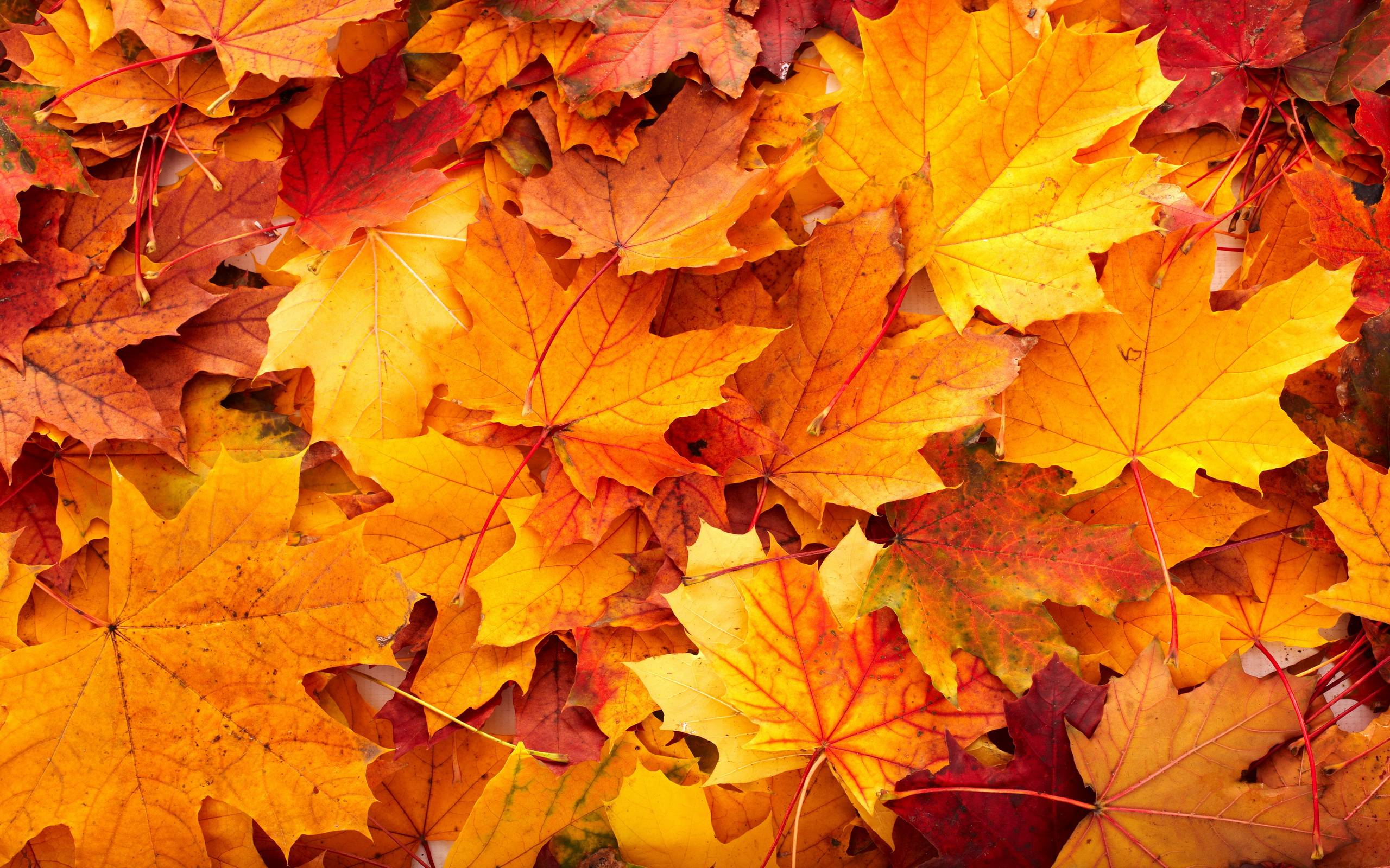 Fall Leaves Nature High Resolution Wallpaper Desktop Background Free