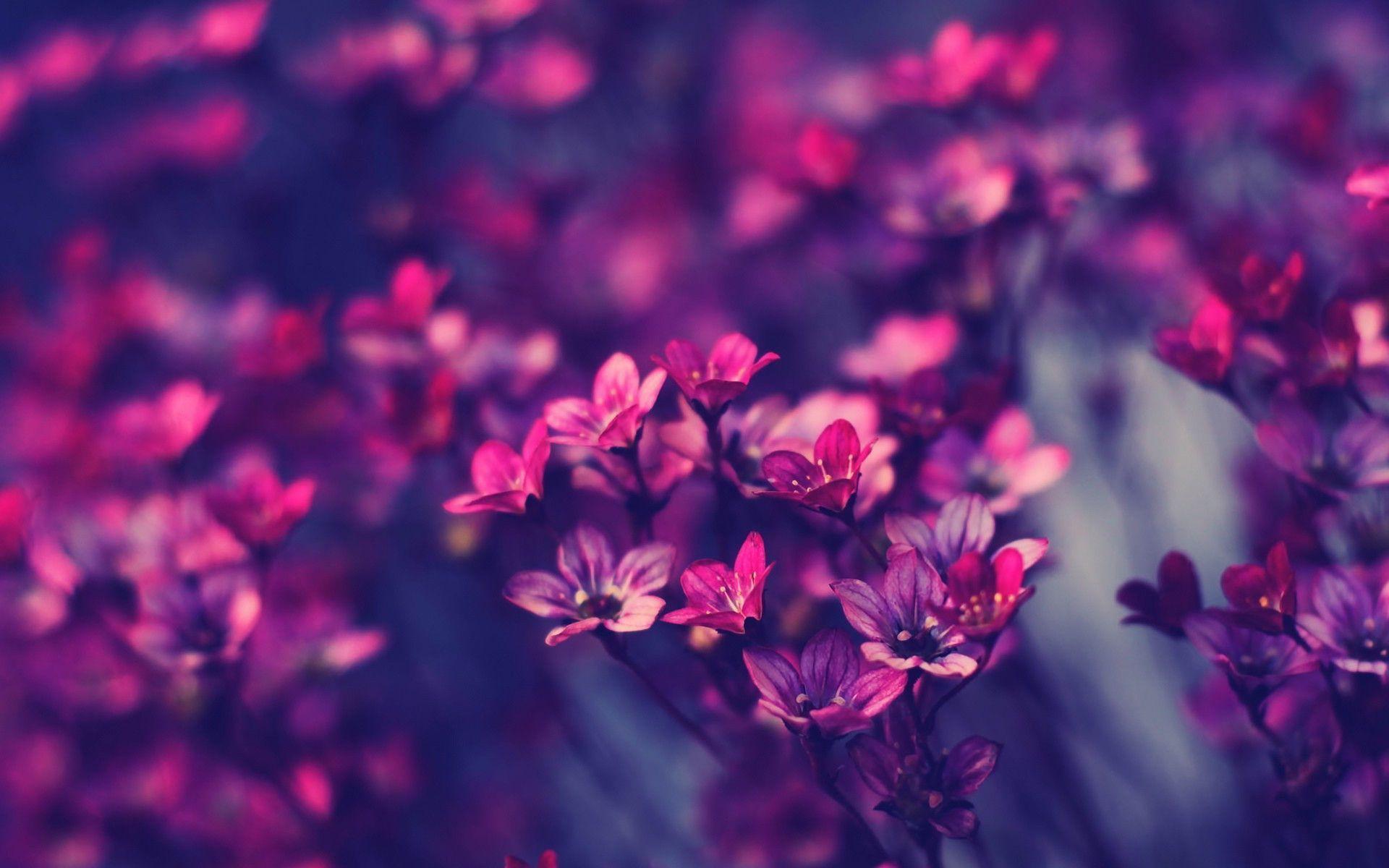 Little purple flowers Wallpaper