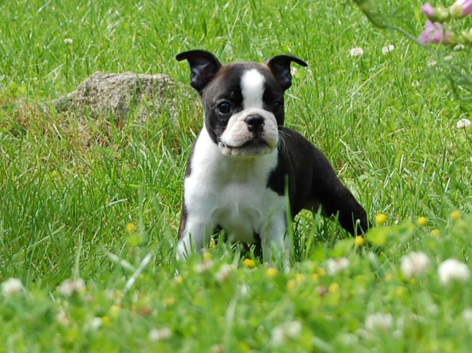 Boston Terrier on the meadow photo and wallpaper. Beautiful Boston