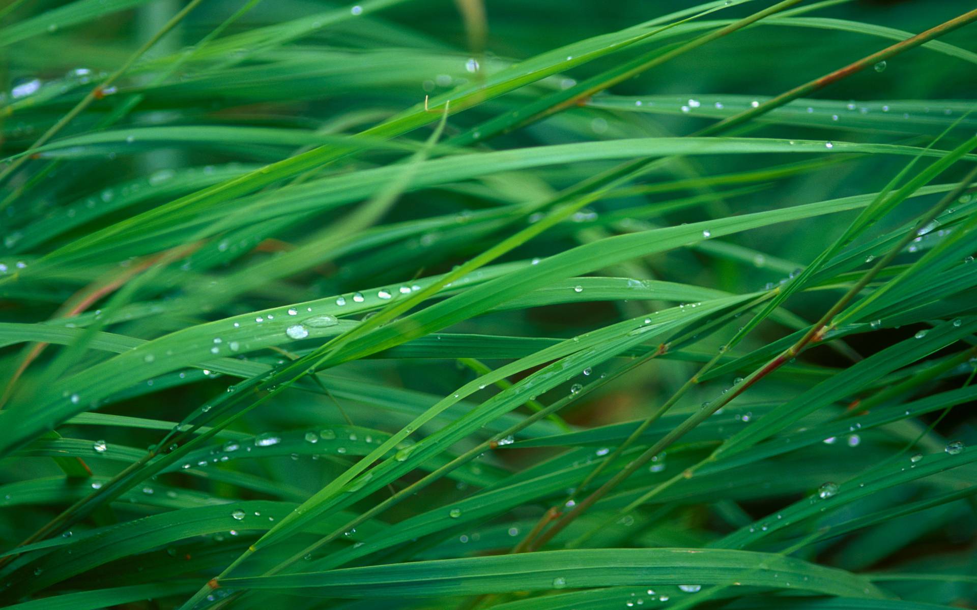 Full HD Wallpaper + Nature, Green, Grass, Dew