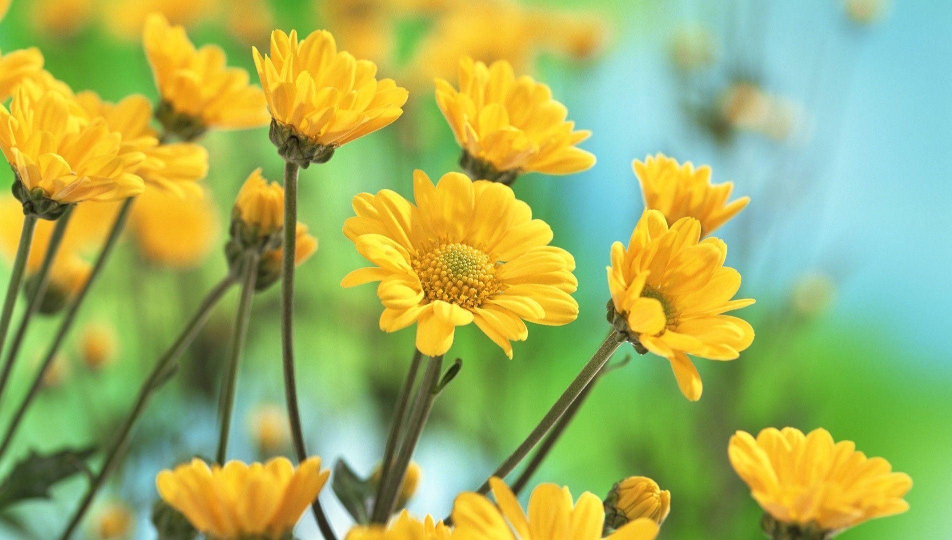 Fresh and Bright Yellow Flowers Wallpaper and Photo Download