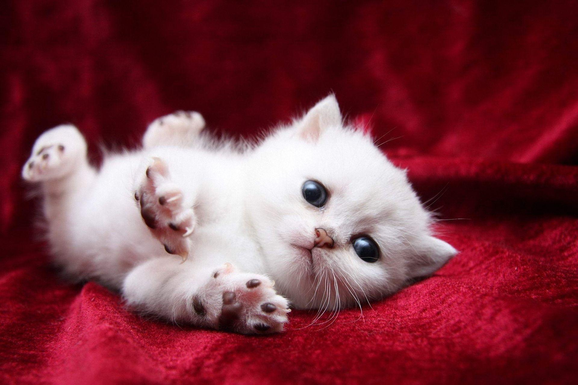 Stretches, White, Feet, Eyes, Cover, Blanket, Kitty, Cat
