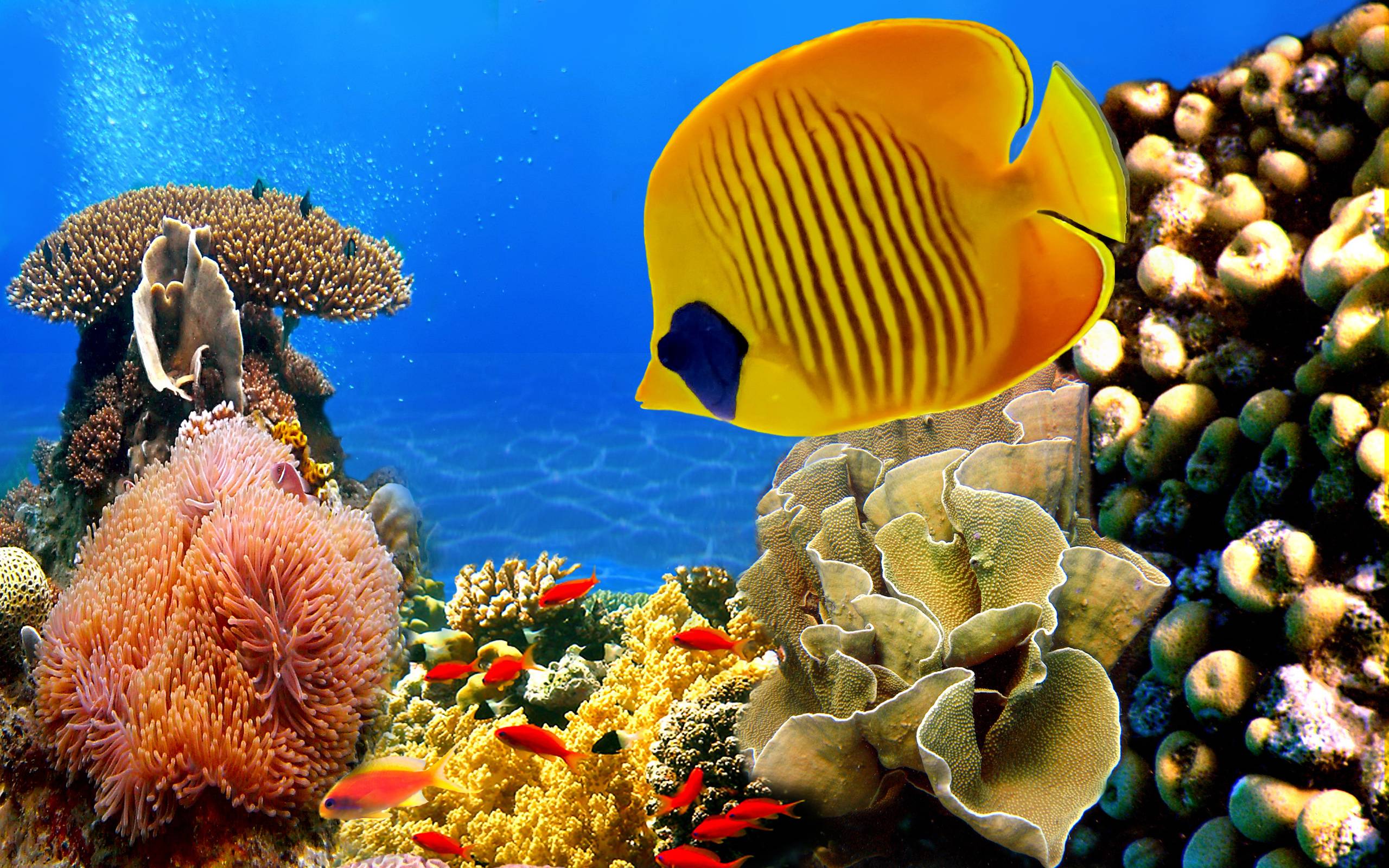 Tropical Fish Wallpaper for Desktop. Free Desk Wallpaper