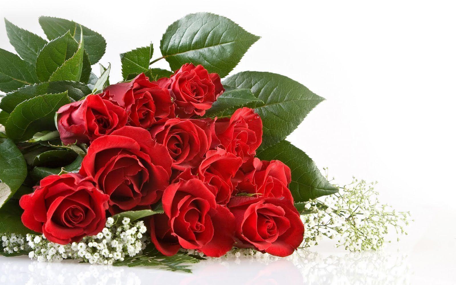 Flowers For > Red Rose Flower Background