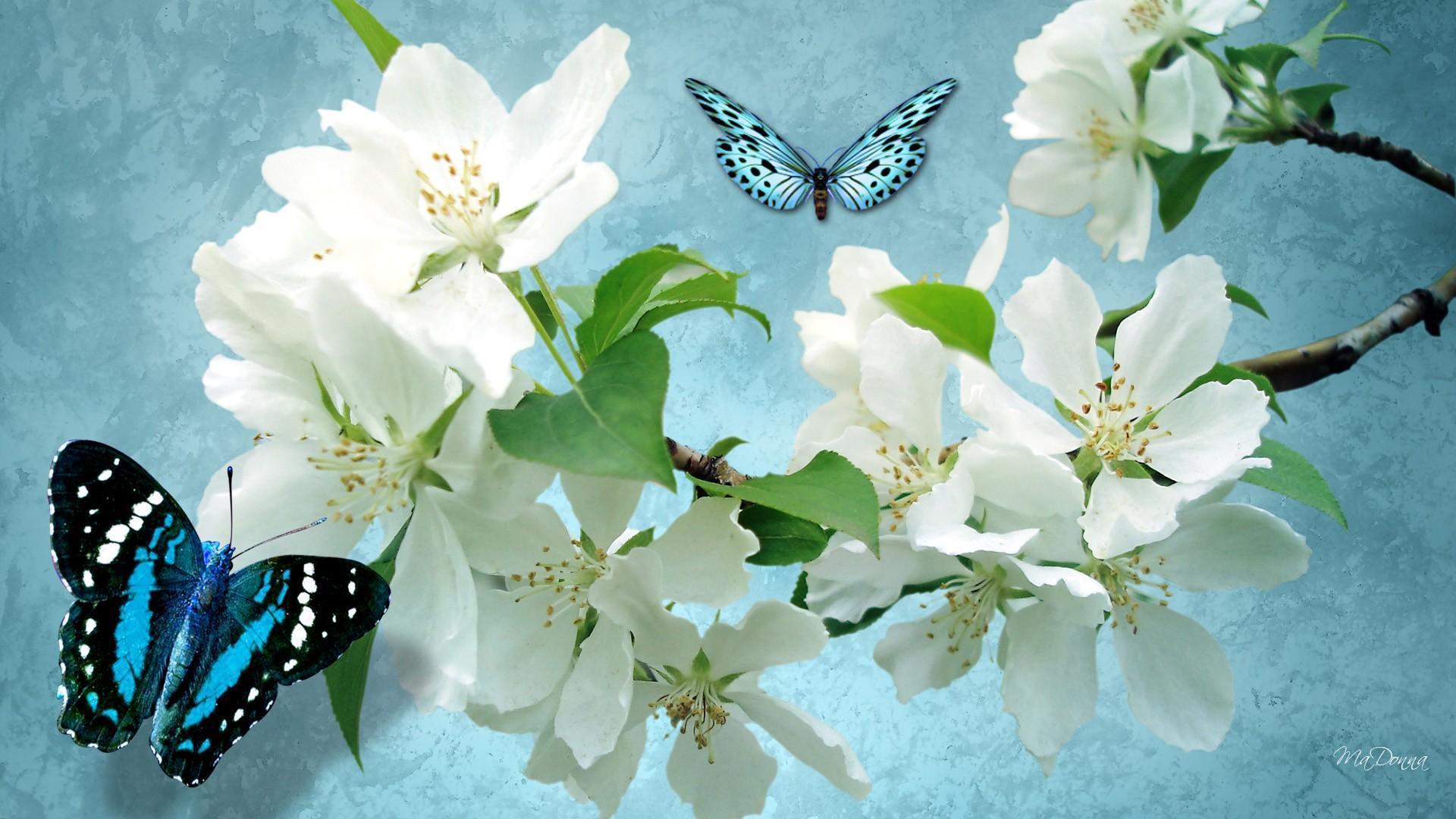 Apple Blossom Wallpapers - Wallpaper Cave