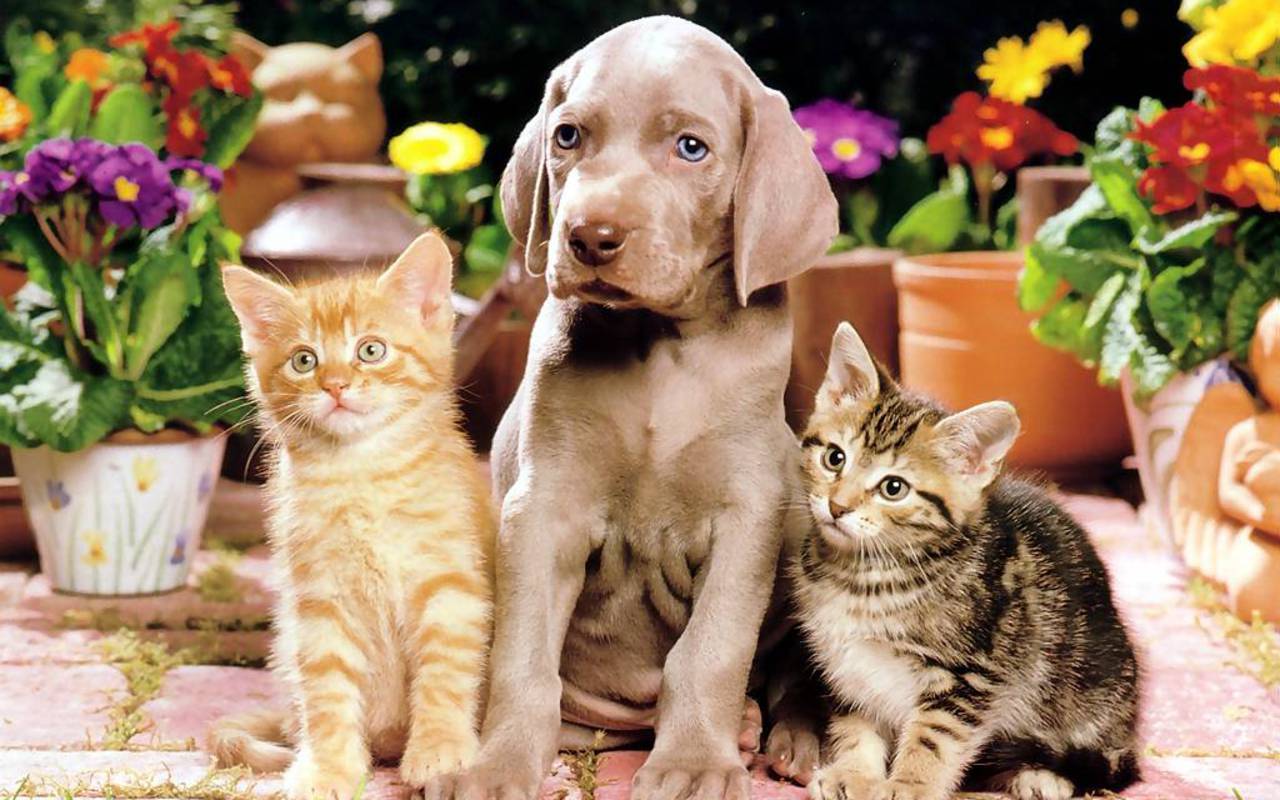 Dog and Cats Wallpaper
