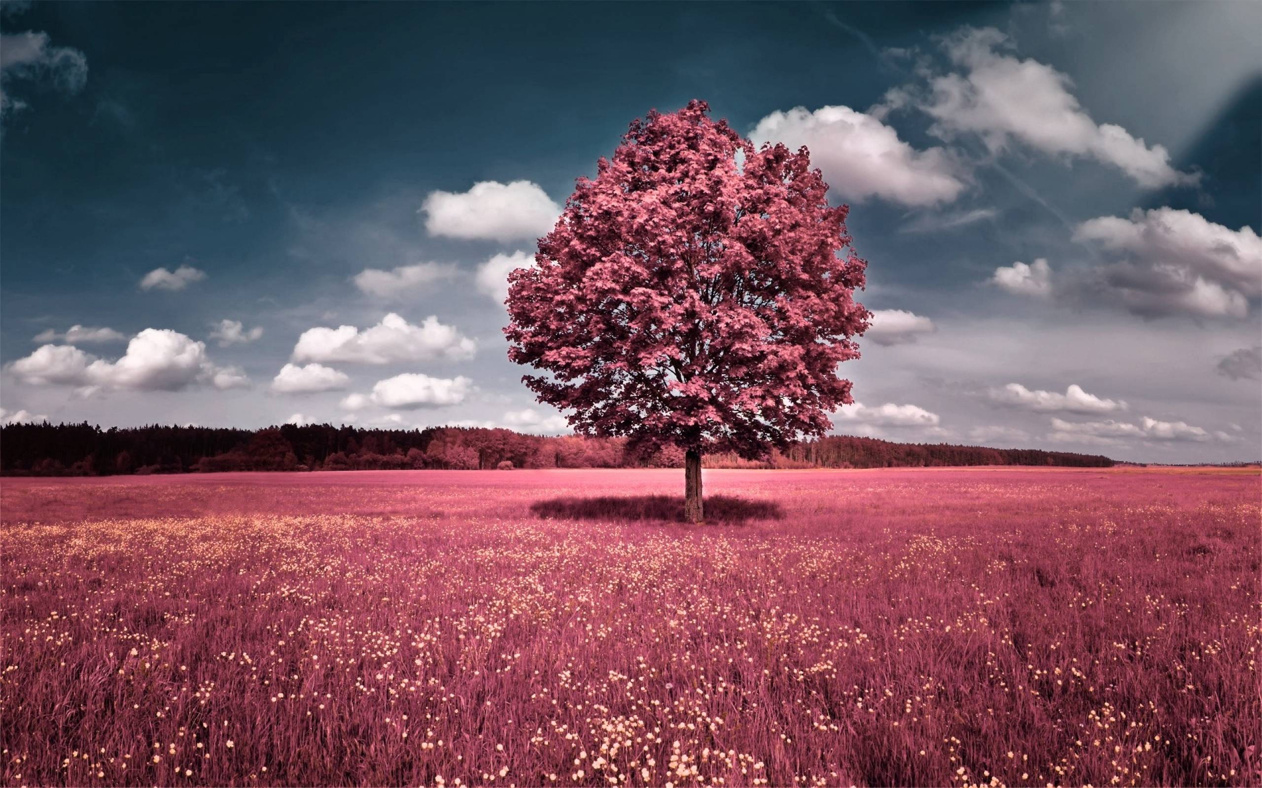 Nature Pink Trees Flowers Photography Wallpape Wallpaper