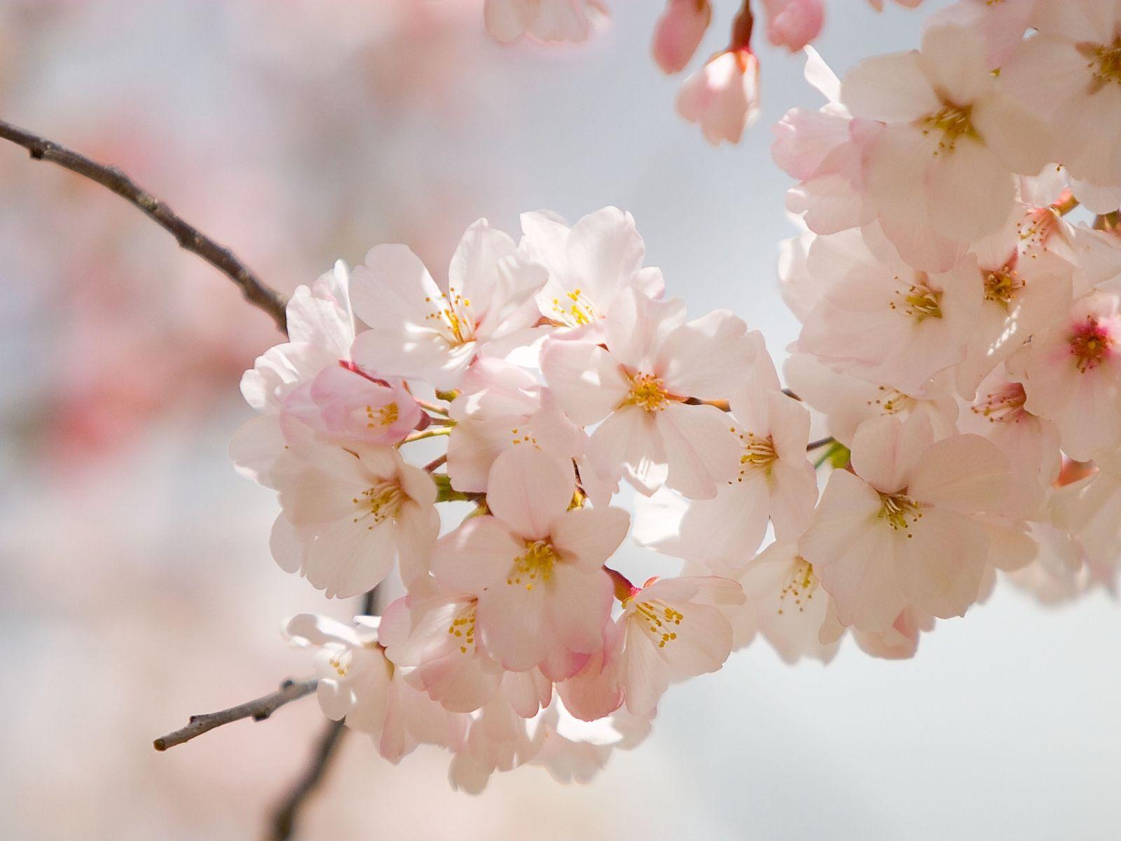 Most Wanted Beautiful Spring Wallpaper