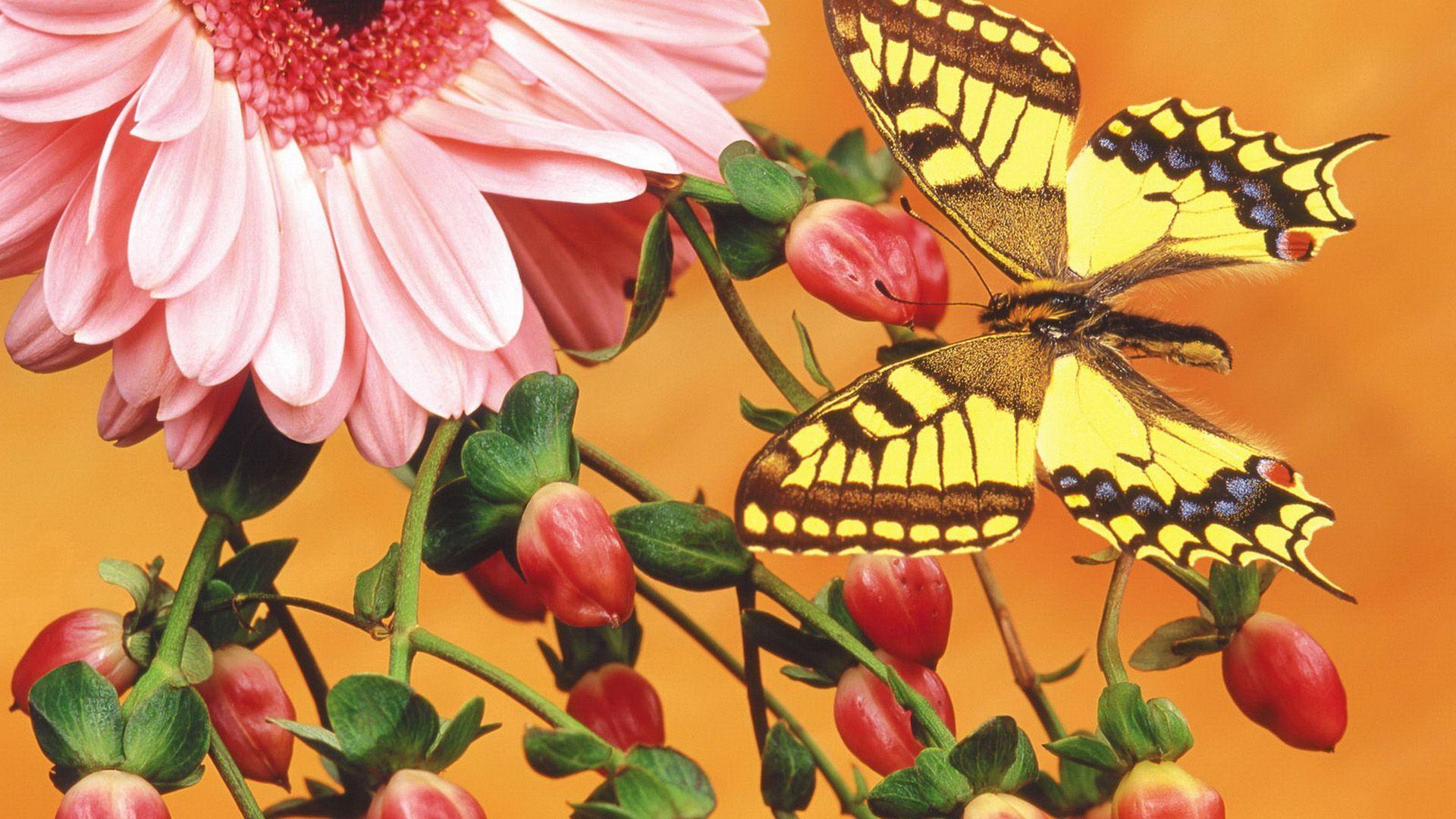 Butterfly Hypericum Berries Gerbera Daisy widescreen wallpaper. Wide