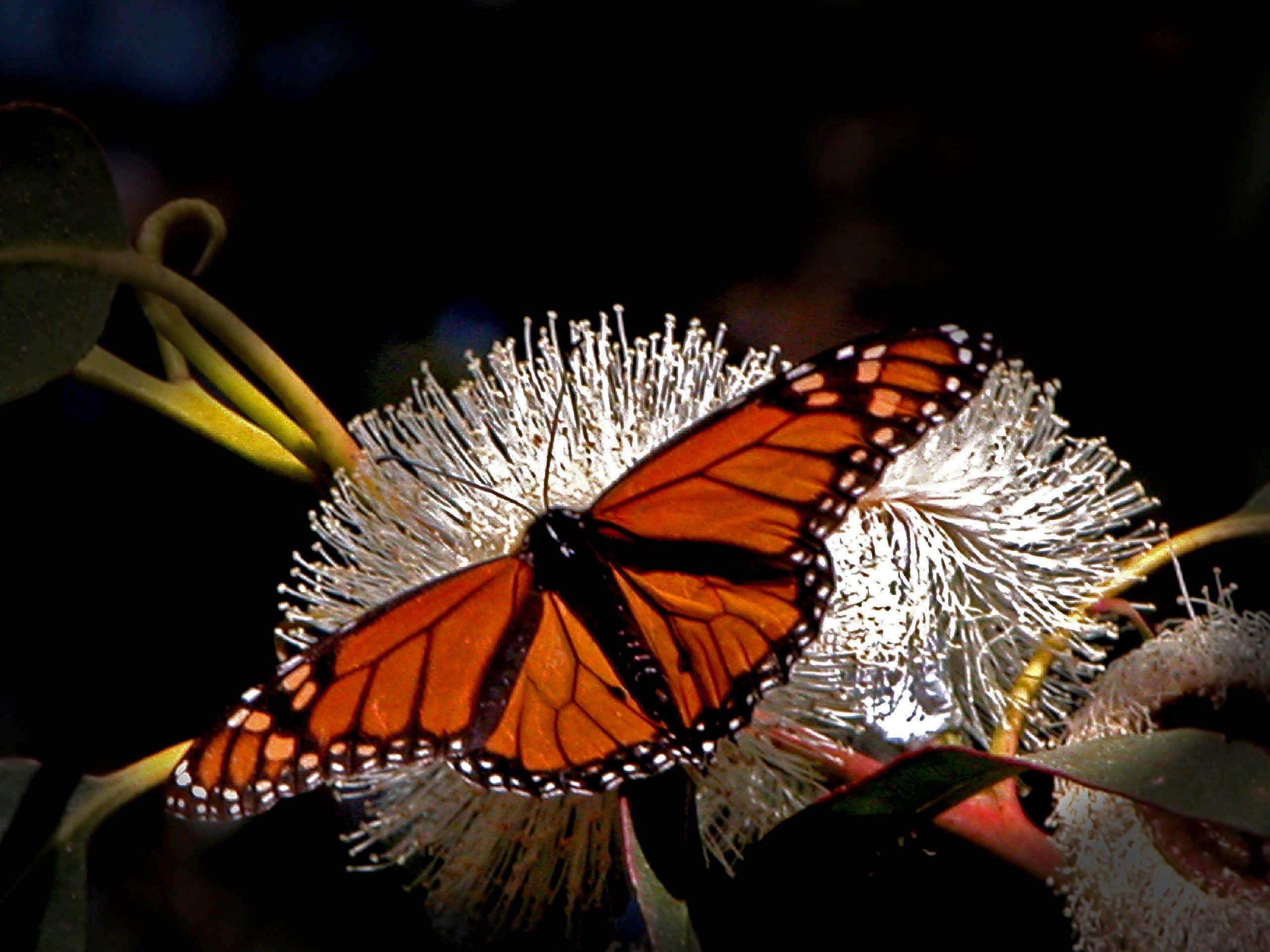 Monarch Butterfly Sitting on Flower Animal Picture Monarch