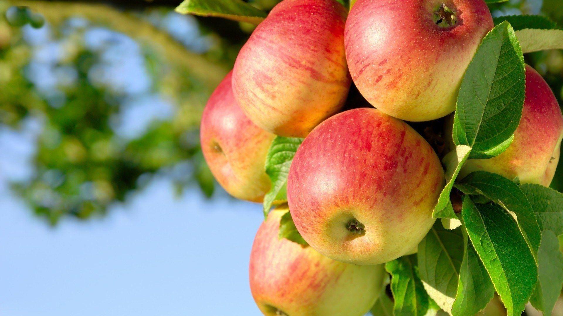 Apple Tree Desktop Wallpaper. Apple Tree Picture