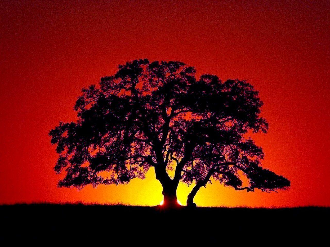 Tree at Sunset. Free Scenic and Landscapes computer desktop wallpaper