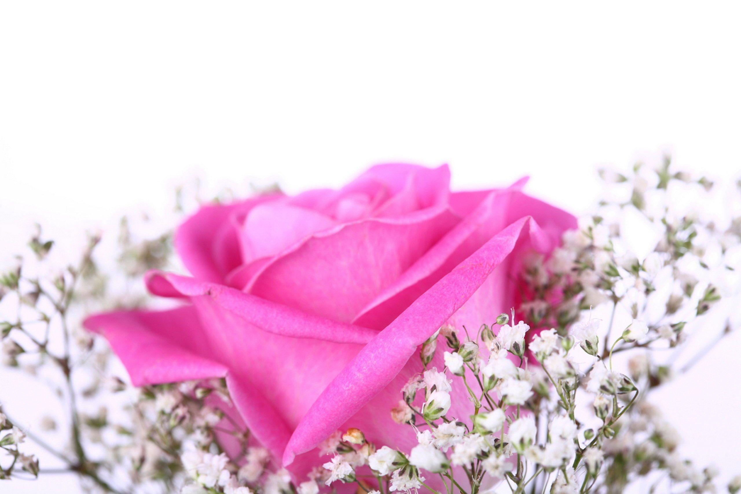 image For > Pink Rose Background Wallpaper