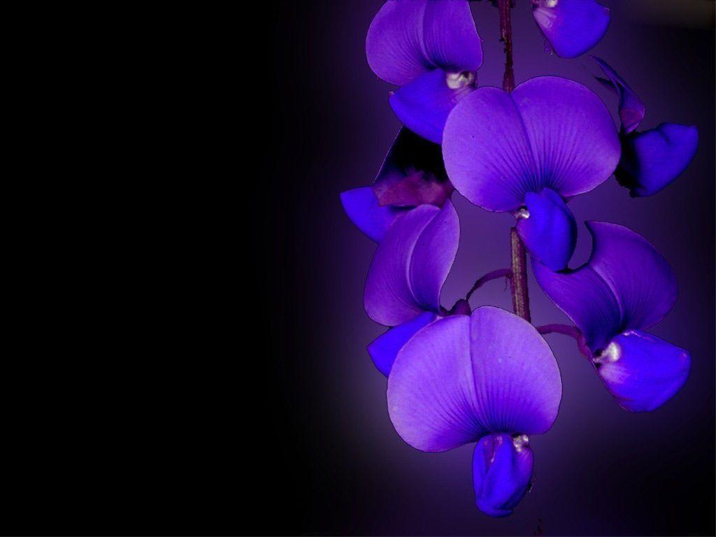 orchid flower wallpaper