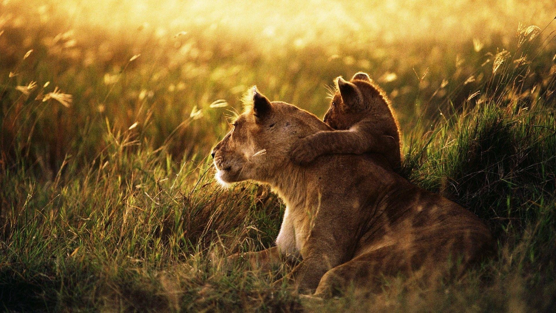 Lion Cubs Playing Wallpaper Image & Picture