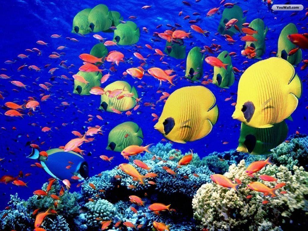 Wallpaper For > Ocean Animals Wallpaper