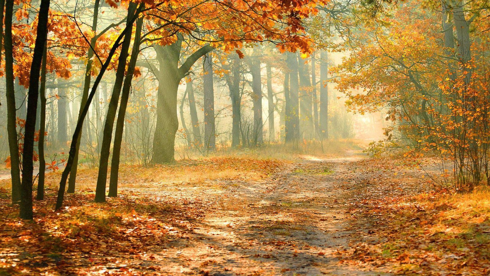 Nature autumn forest Wallpaper
