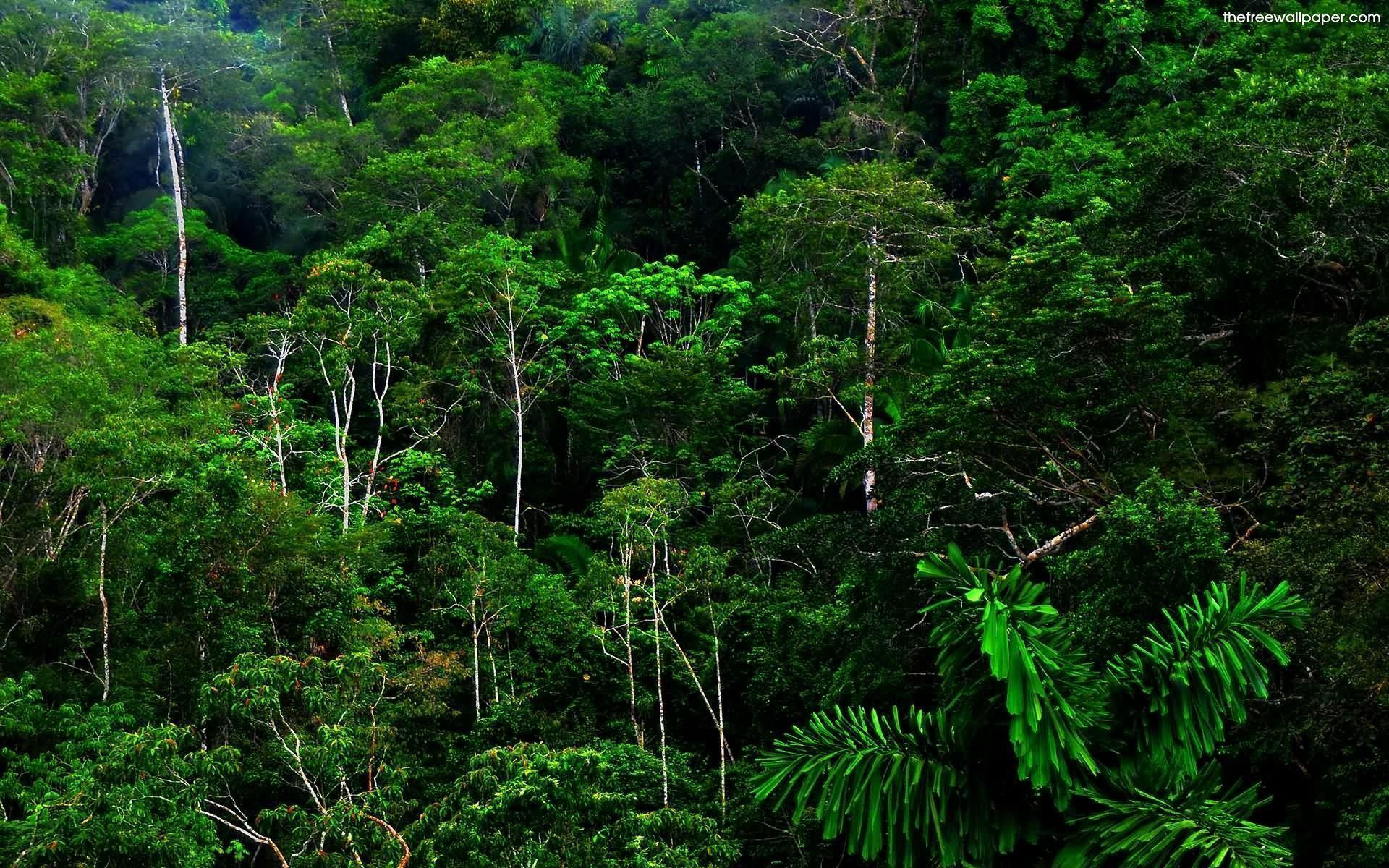 Rainforest Equador hi quality background picture