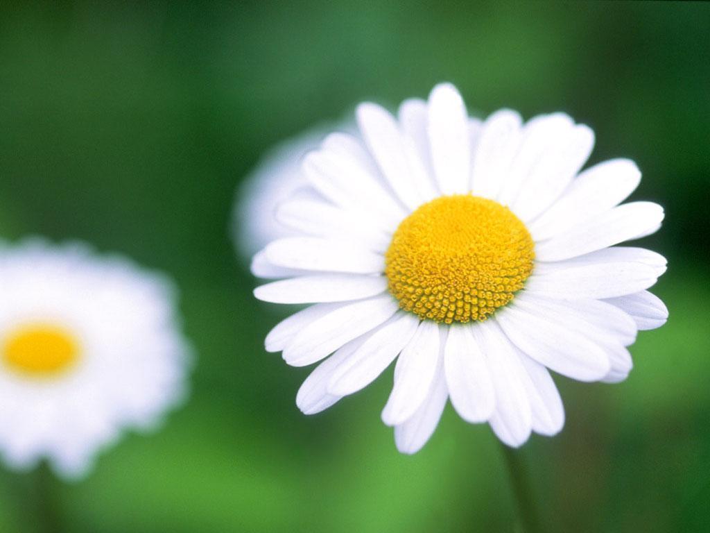 Daisy flower free desktop background wallpaper image