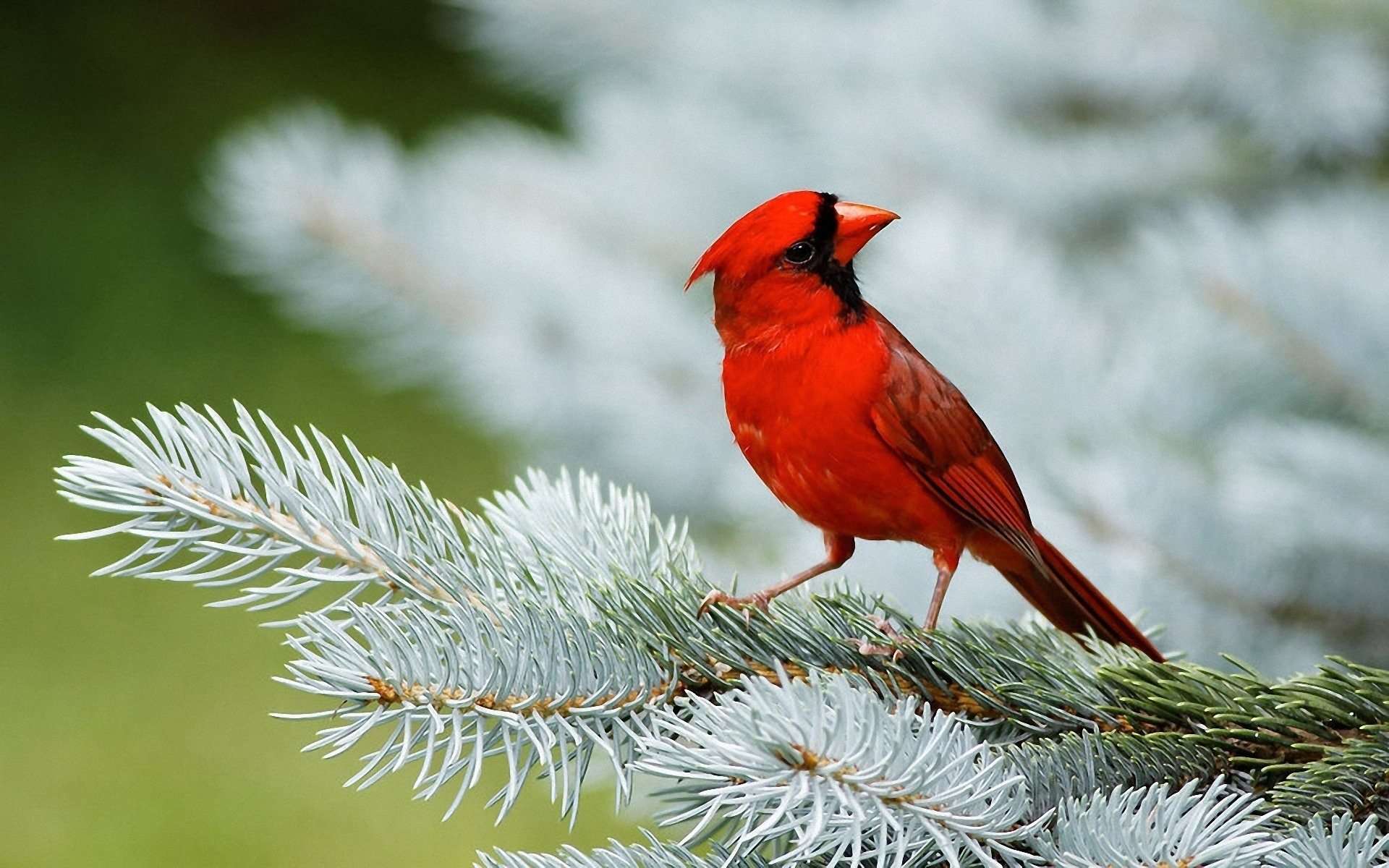 Cardinal Bird Wallpapers - Wallpaper Cave