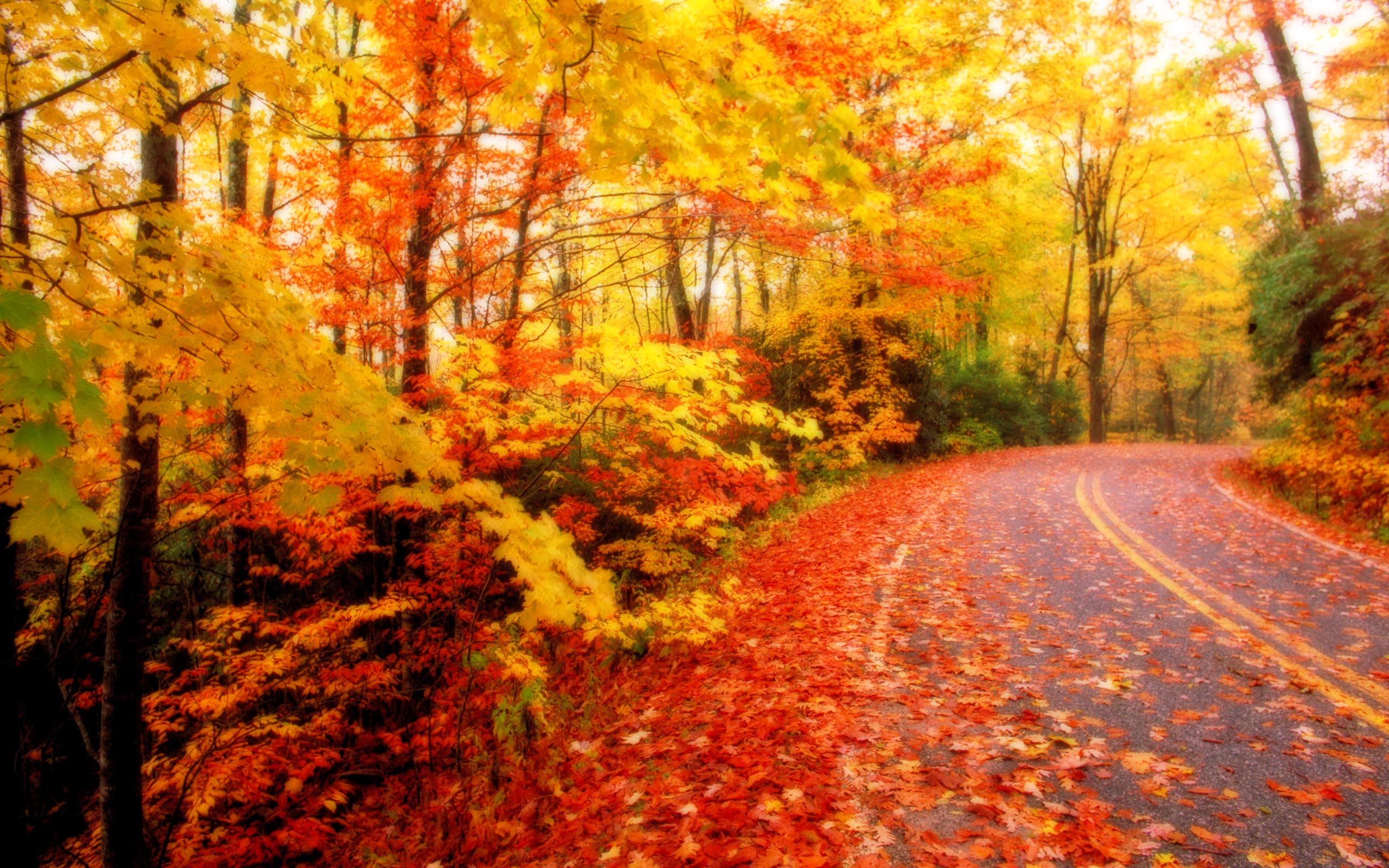 Wallpaper For > Autumn Leaves Desktop Background
