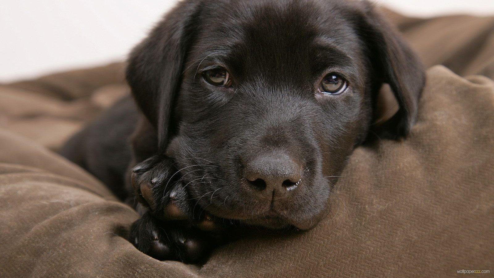 Puppies. Cute Chocolate Lab Puppies Wallpaper. cats and dogs picture