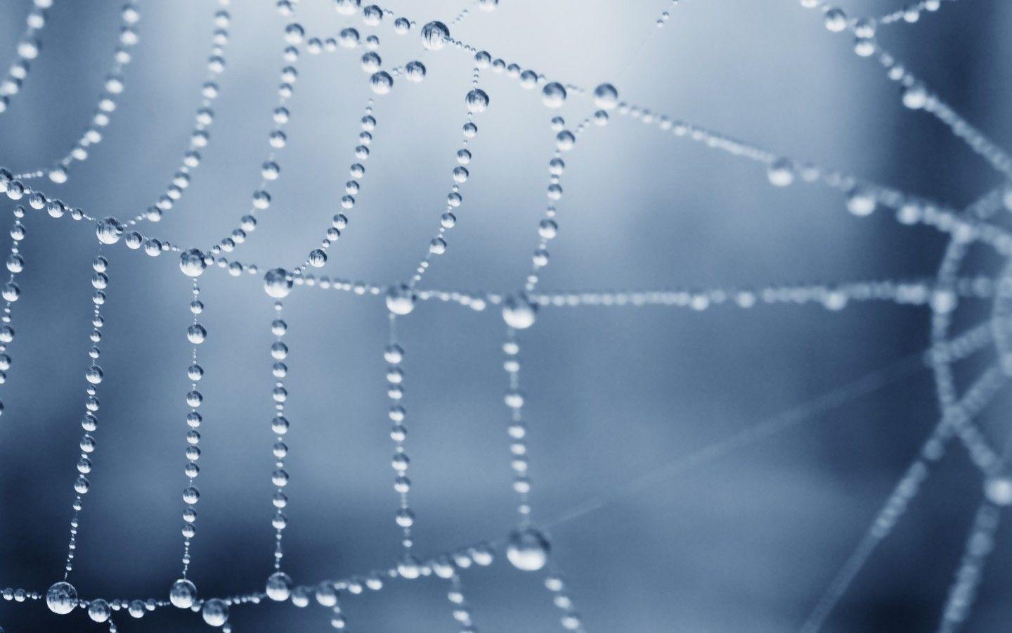 Wet Spider Web widescreen wallpaper. Wide