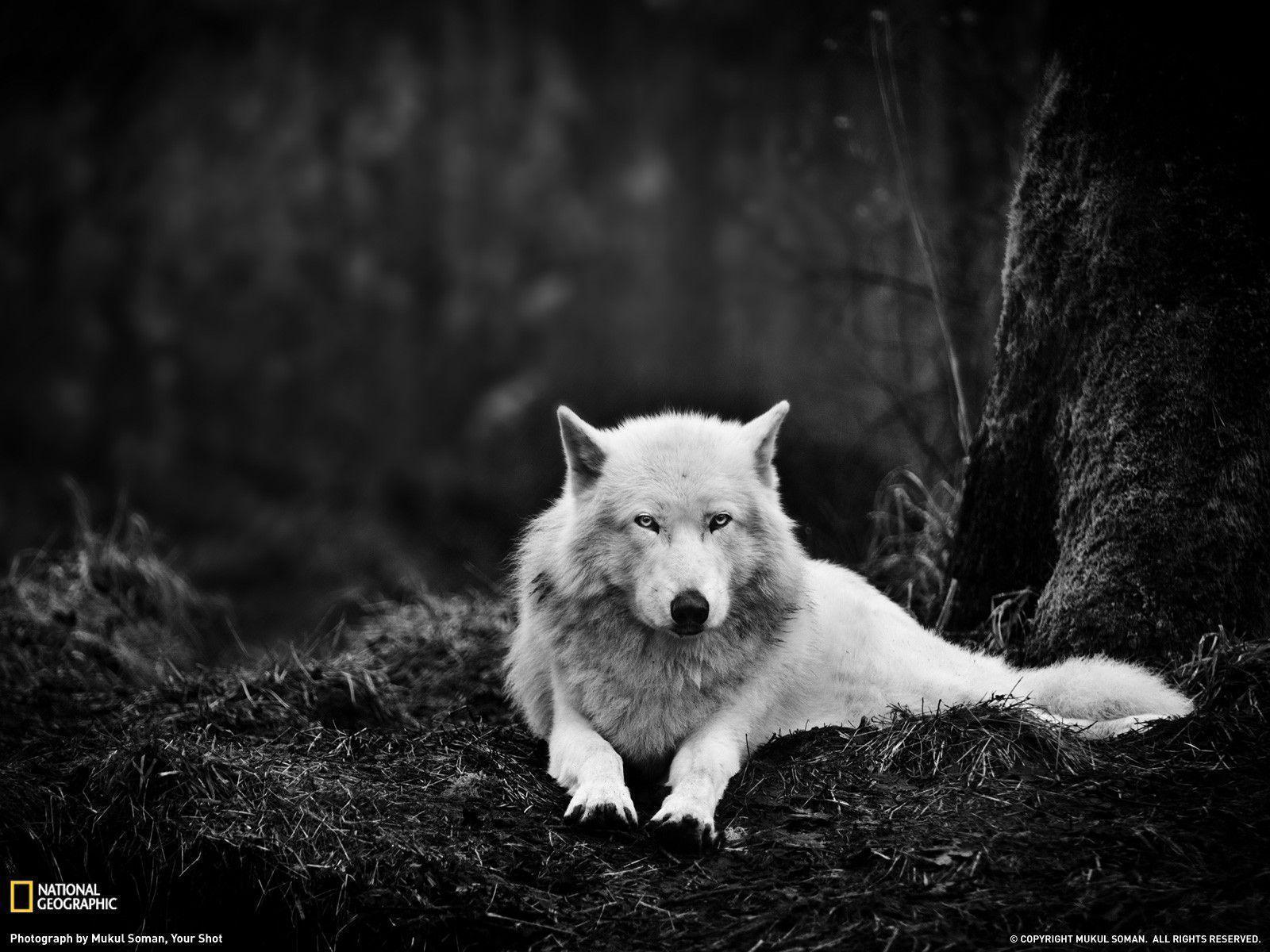 Gray Wolf Picture