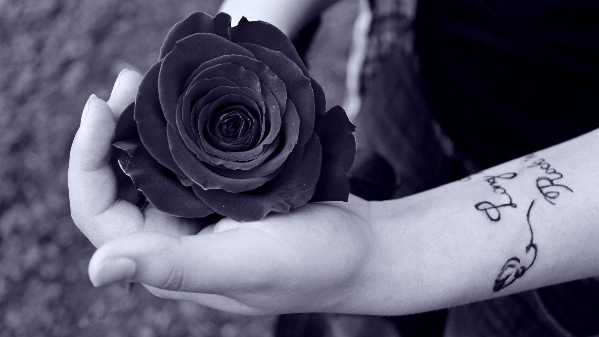 Flowers For > Black Rose Wallpaper