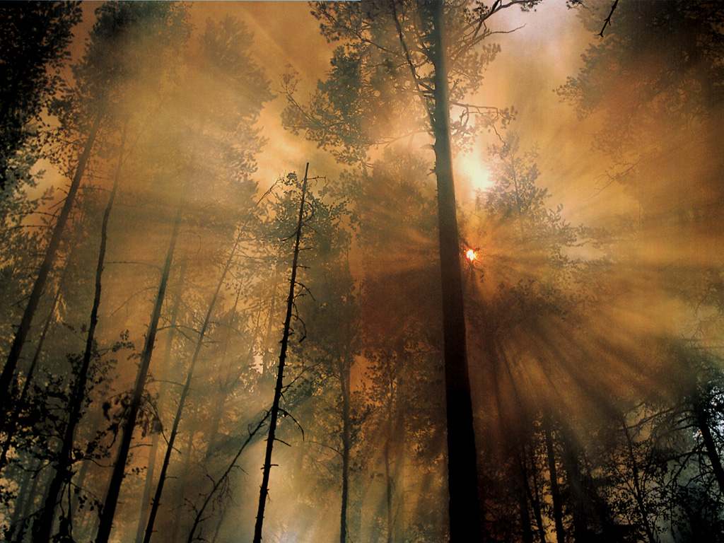 Desktop Wallpaper · Gallery · Nature · Forest Fire the Morning