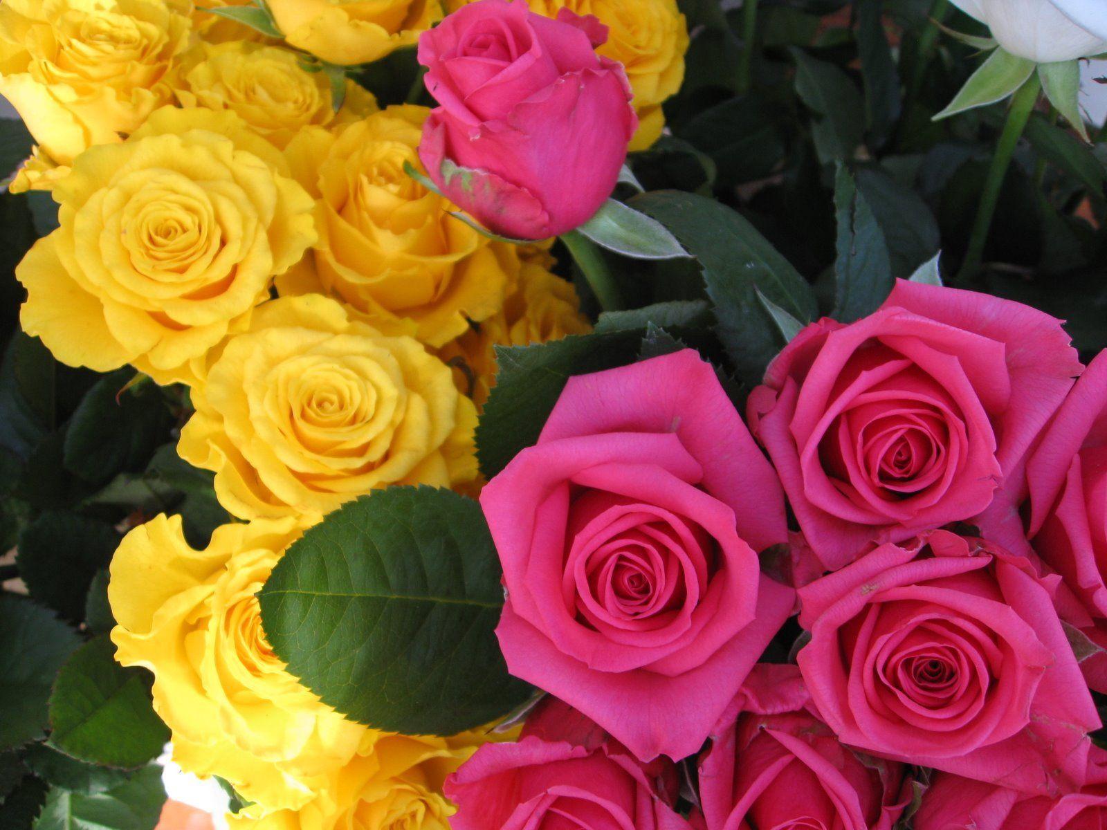 Flowers For > Yellow Roses Wallpaper Desktop Background