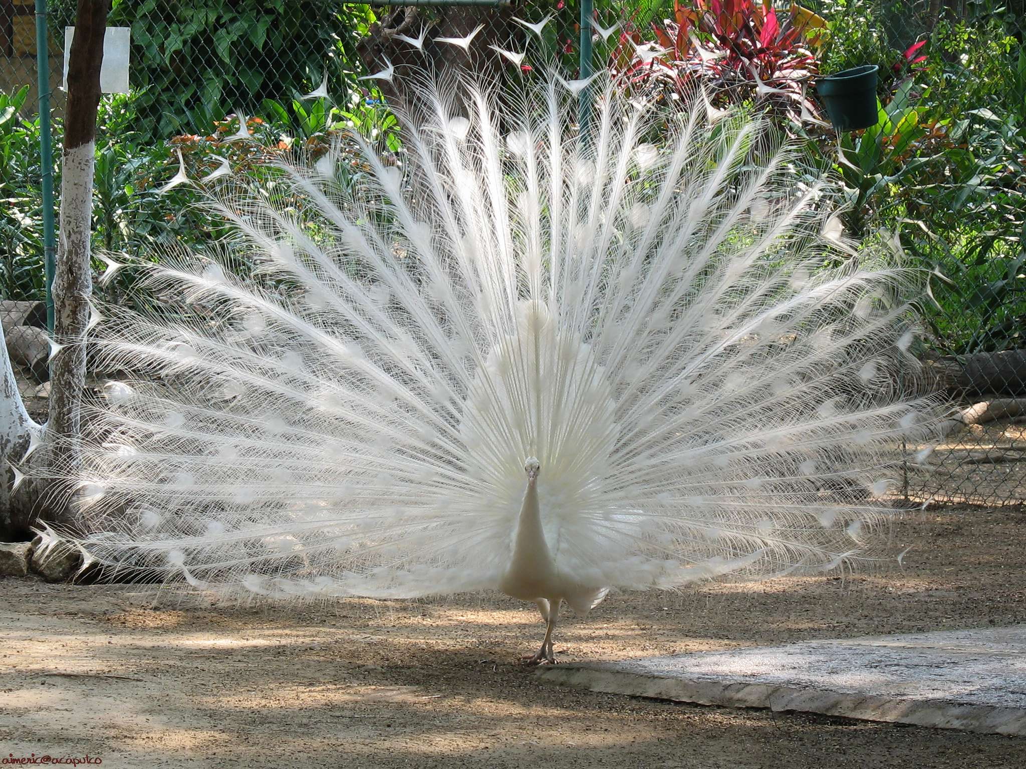 White Peacock Wallpapers High Definition Animal Wallpaper 