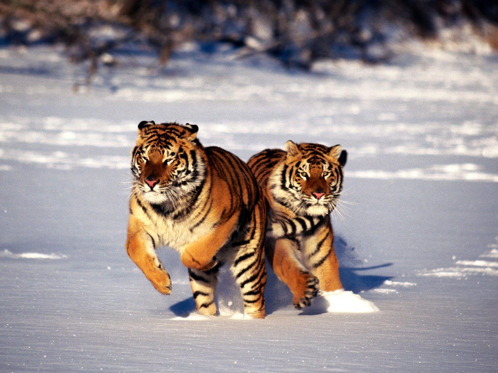 Animals For > HD Siberian Tiger Wallpaper