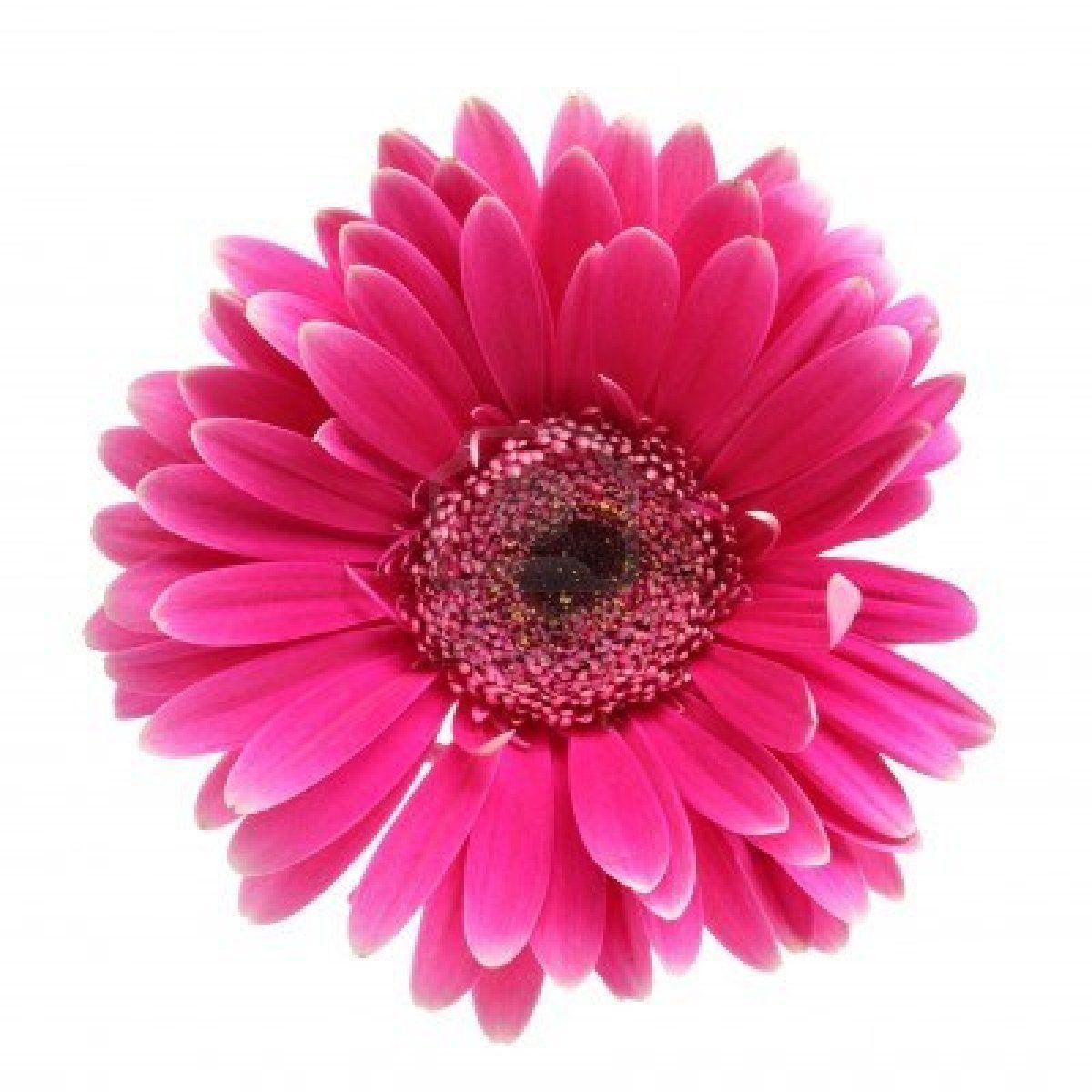 image For > Pink Flowers White Background