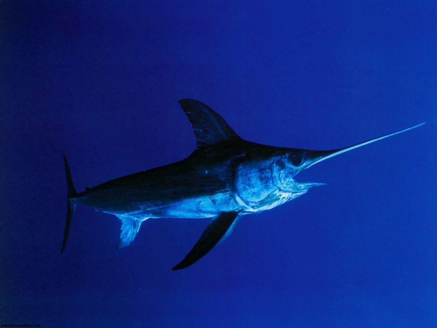 How to Catch Florida Swordfish. Griffin&;s Guide to Hunting