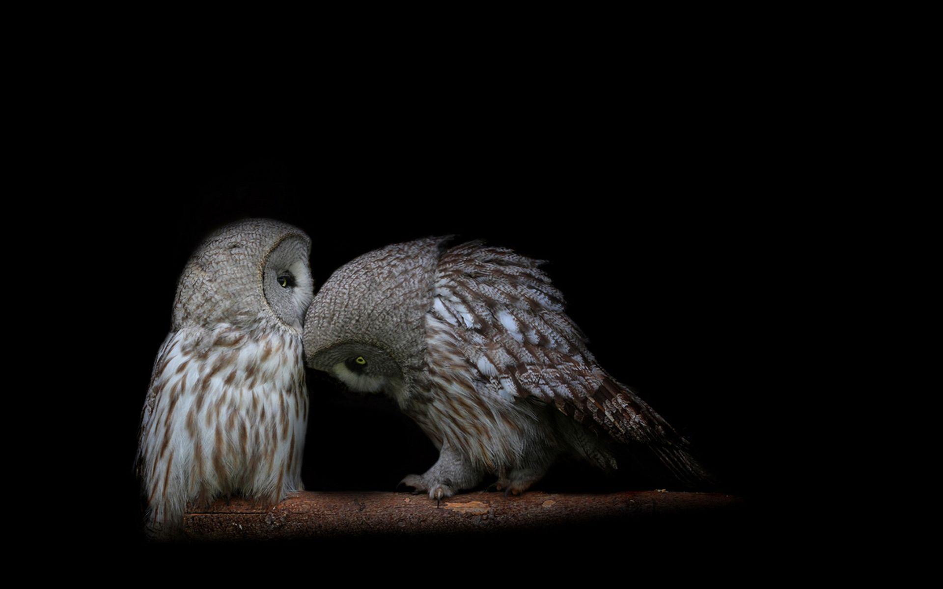 Owl Wallpapers  Wallpaper Cave