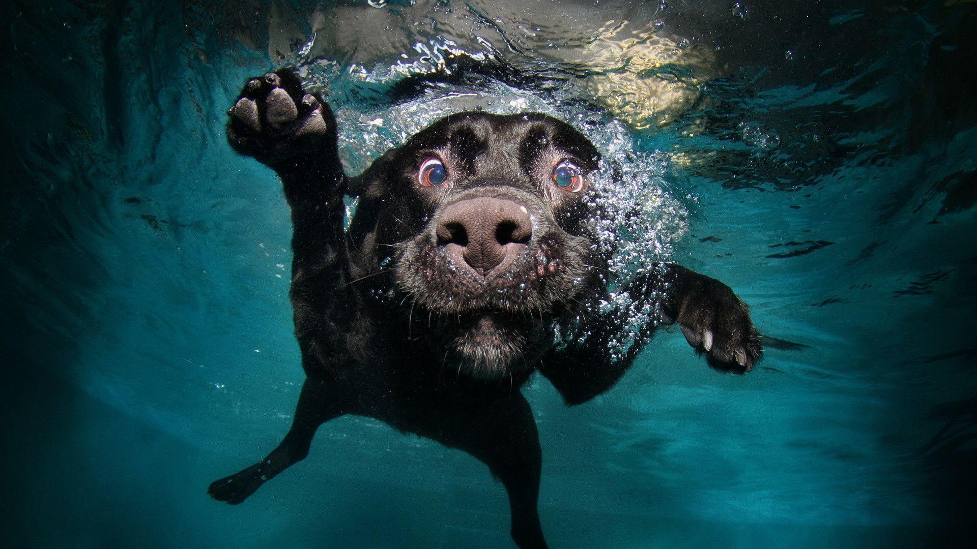 Funny Dog Diving HD Wallpaper