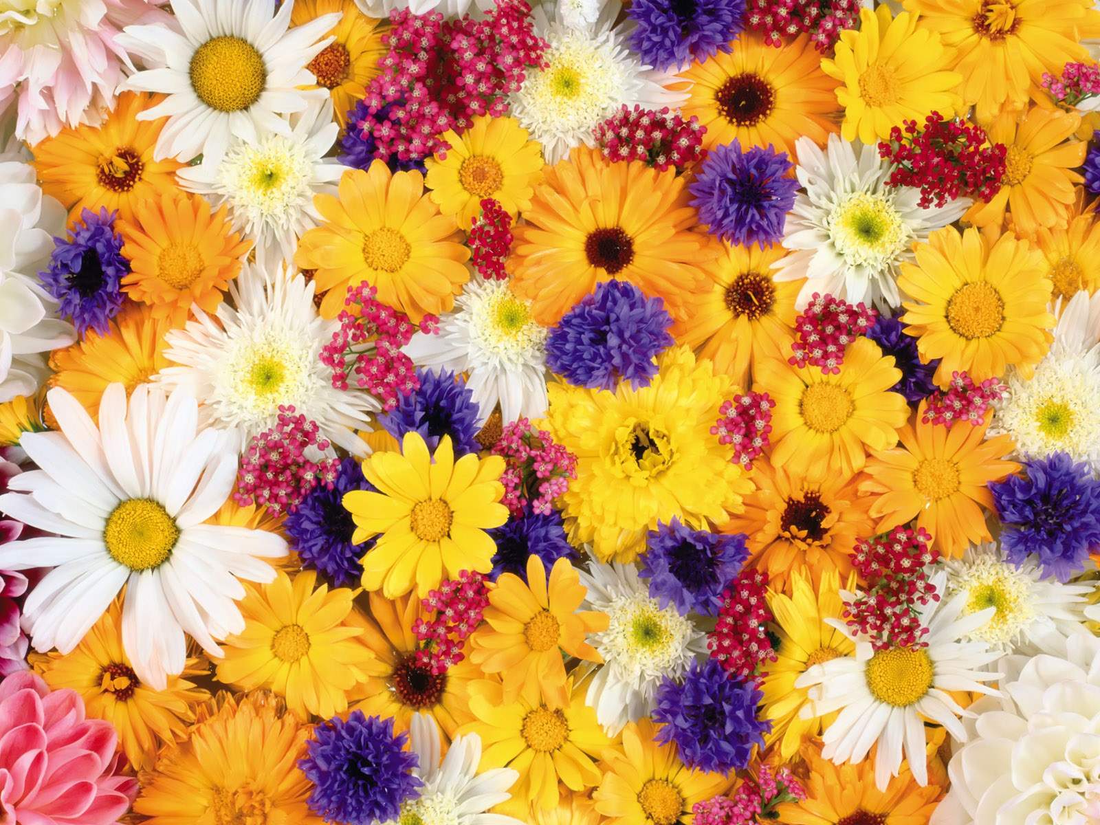 Wallpaper For > Colorful Flower Wallpaper